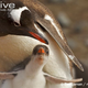 Illustration for article titled Flightless Friday - The Complete Penguin